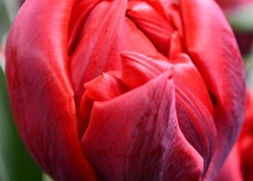 Tulipa Red Princess (4)